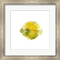 Discus Fish I Fine Art Print