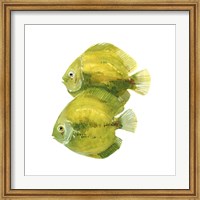 Discus Fish II Fine Art Print