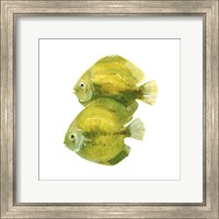 Discus Fish II Fine Art Print