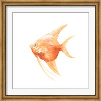Discus Fish III Fine Art Print