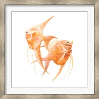 Discus Fish IV Fine Art Print