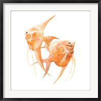 Discus Fish IV Fine Art Print