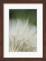 Macro Dandilion I Fine Art Print