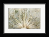 Macro Dandilion IV Fine Art Print
