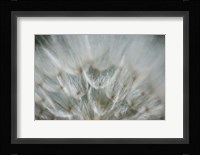 Macro Dandilion V Fine Art Print