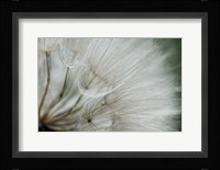 Macro Dandilion VI Fine Art Print