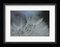 Macro Dandilion VII Framed Print