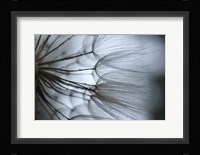 Macro Dandilion X Fine Art Print