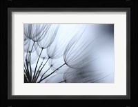 Macro Dandilion XI Fine Art Print