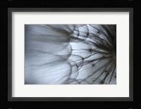 Macro Dandilion XII Fine Art Print