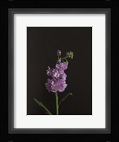 Dark & Dreamy I Framed Print