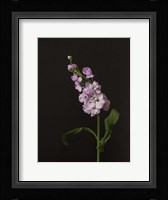 Dark & Dreamy II Framed Print