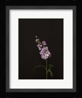 Dark & Dreamy III Framed Print