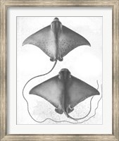 Grey-Scale Stingrays I Fine Art Print