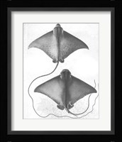 Grey-Scale Stingrays I Framed Print