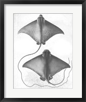 Grey-Scale Stingrays I Framed Print