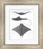 Grey-Scale Stingrays II Fine Art Print