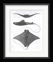 Grey-Scale Stingrays II Framed Print