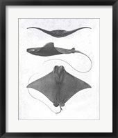 Grey-Scale Stingrays II Fine Art Print