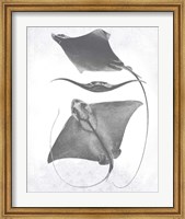 Grey-Scale Stingrays III Fine Art Print