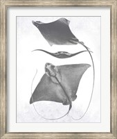 Grey-Scale Stingrays III Fine Art Print