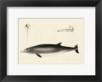 Antique Dolphin Study I Fine Art Print