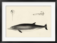 Antique Dolphin Study I Fine Art Print