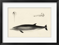 Antique Dolphin Study I Fine Art Print