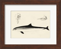 Antique Dolphin Study II Fine Art Print