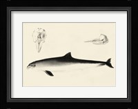 Antique Dolphin Study II Framed Print