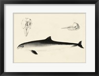 Antique Dolphin Study II Framed Print