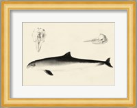 Antique Dolphin Study II Fine Art Print