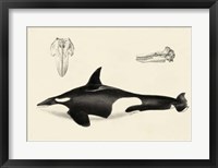 Antique Whale Study I Fine Art Print