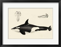 Antique Whale Study I Framed Print