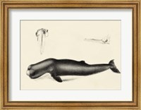 Antique Whale Study II Fine Art Print