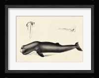 Antique Whale Study II Framed Print