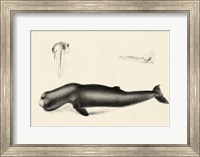 Antique Whale Study II Fine Art Print