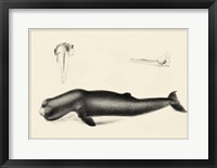 Antique Whale Study II Framed Print