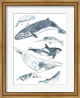 Cetacea I Fine Art Print