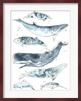Cetacea II Fine Art Print