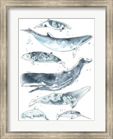 Cetacea II Fine Art Print