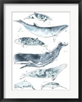 Cetacea II Framed Print