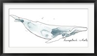 Cetacea Humpback Fine Art Print