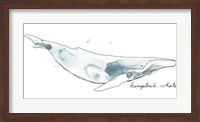 Cetacea Humpback Fine Art Print