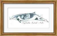Cetacea Shepherd's Beak Whale Fine Art Print