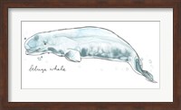 Cetacea Beluga Whale Fine Art Print