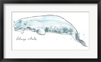 Cetacea Beluga Whale Fine Art Print