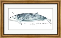 Cetacea Cuviers Beaked Whale Fine Art Print