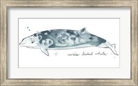 Cetacea Cuviers Beaked Whale Fine Art Print