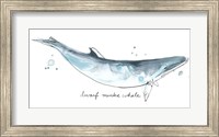 Cetacea Dwarf Minke Whale Fine Art Print